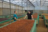 pripravene po rodinnem stole po kavovych plantazach vo vietname