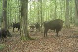Vlky zautocili na mladata zubra v Posku Vedci zaznamenali dramaticky lov na videu