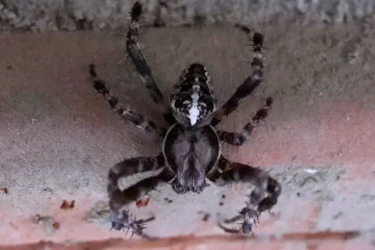 Týmito jednoduchými trikmi sa konečne zbavíte pavúkov v domácnosti